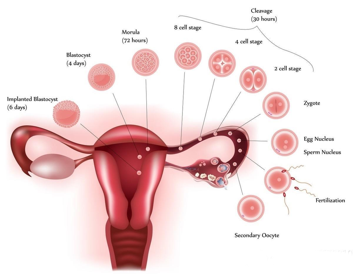 為什麼卵巢癌一發現就是晚期？