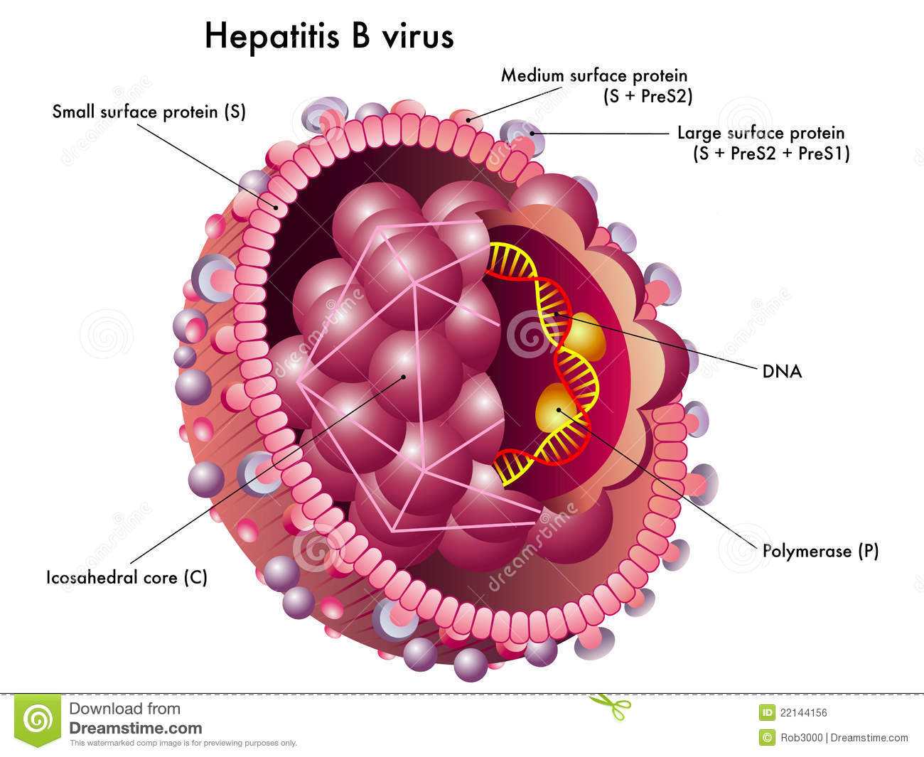 肝炎病毒到底是怎麽傳播的？