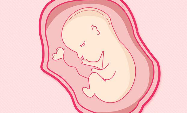準確判斷胎兒性別的方法到底是什麼